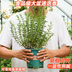 迷迭香盆栽室内驱蚊可食用植物大棵老桩百里香煎牛排香草香料大苗