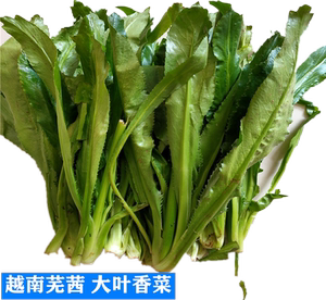 新鲜芜荽越南香菜大叶泰国刺芫荽 老番香丝山