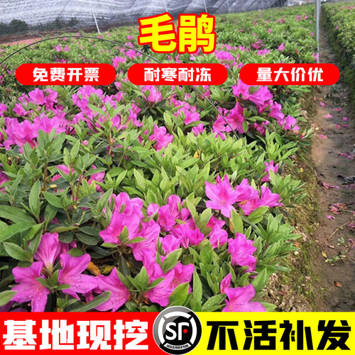 毛杜鹃春鹃花期长室内庭院内种植