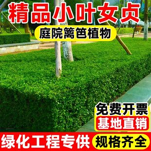 精品小叶女贞苗庭院篱笆植物四季常绿耐寒绿化苗工程专用基地直销