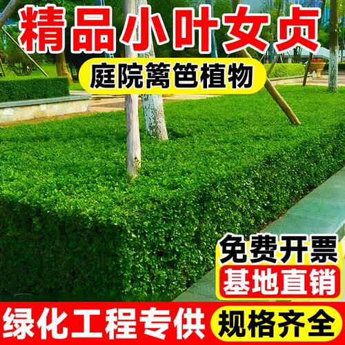 小叶女贞苗庭院篱笆绿化常绿耐寒