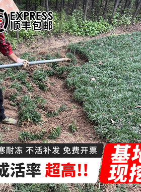 日本矮麦冬草庭院长不大高正宗玉龙草植物工程四季青草长叶麦冬草