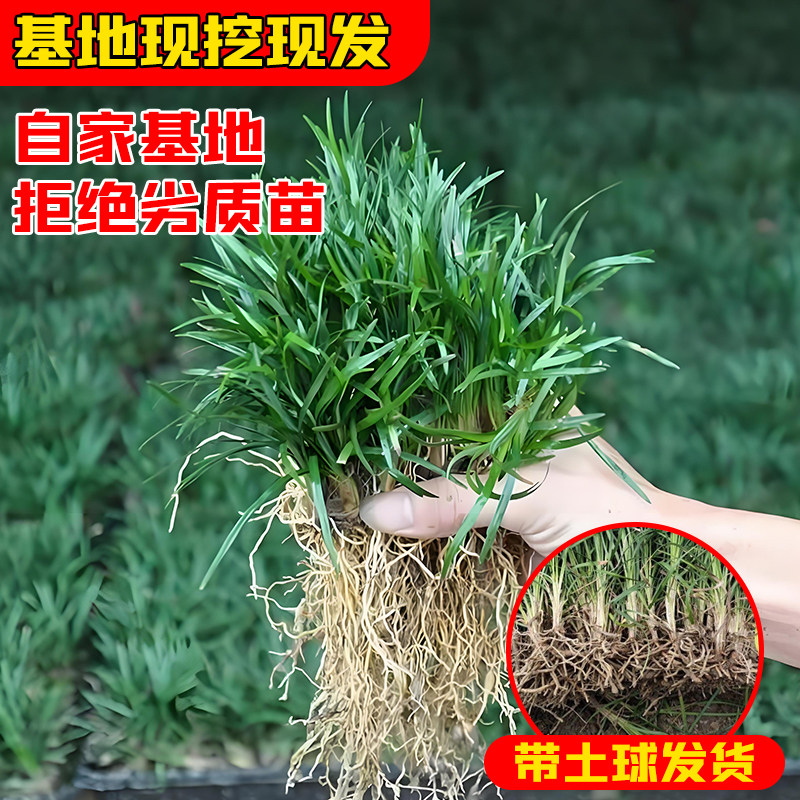 日本矮麦冬草庭院长不大高正宗玉龙草植物工程四季青草长叶麦冬草