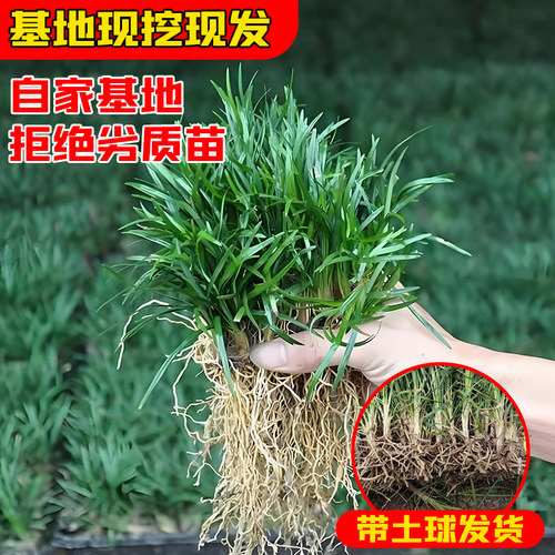 日本庭院小型植物四季青麦冬草