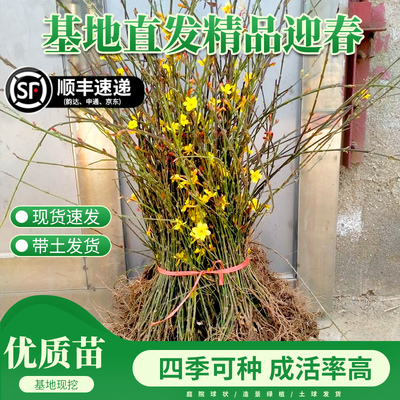 迎春花树苗盆栽连翘老桩盆景室内阳台庭院爬藤植物四季花卉报春花