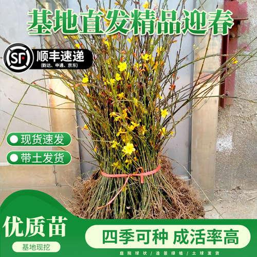 迎春花树苗盆栽连翘老桩盆景室内阳台庭院爬藤植物四季花卉报春花
