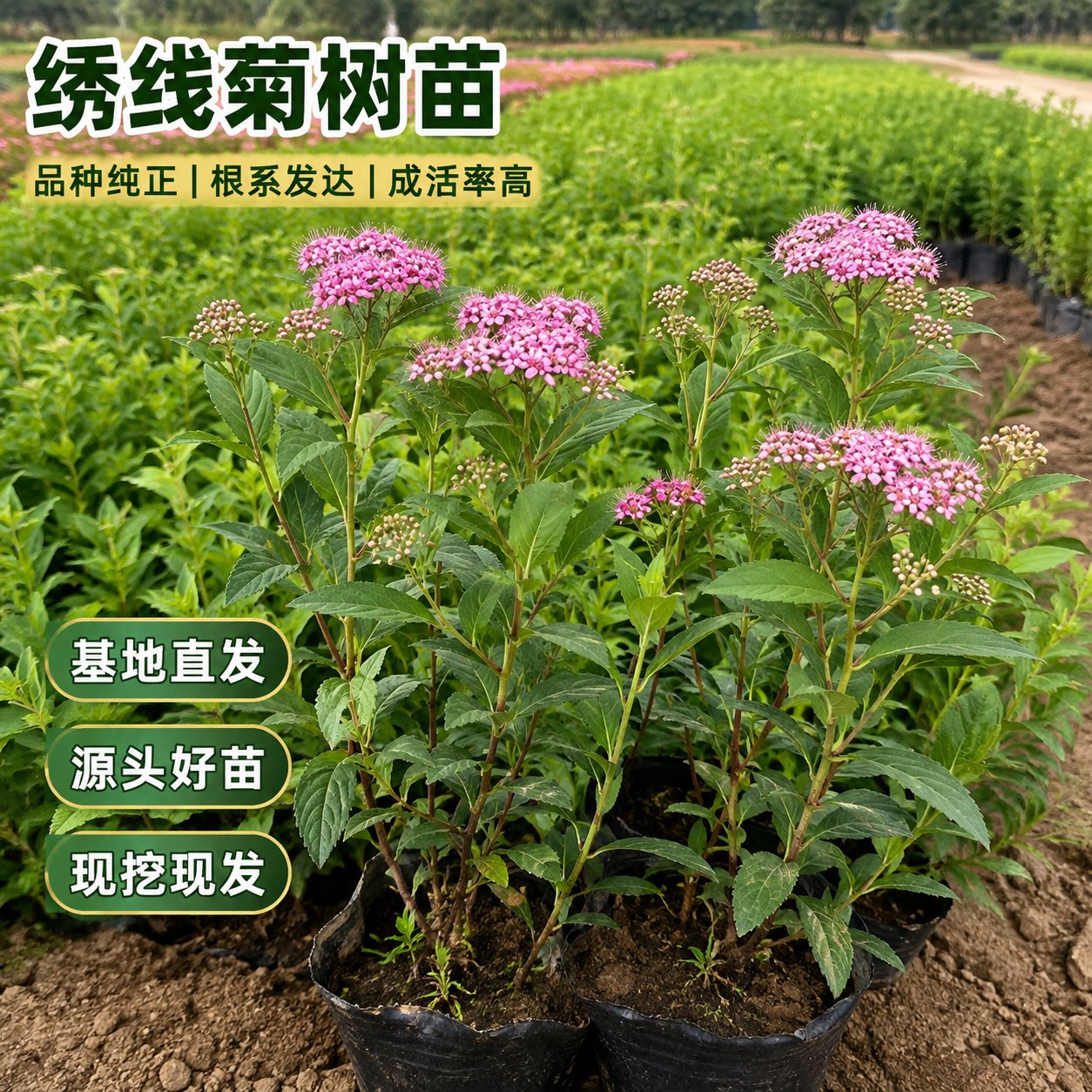 金焰绣线菊树苗庭院绿化基地直发图片
