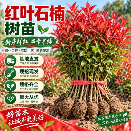 红叶石楠庭院种植耐寒耐阴工程用苗绿化苗木四季常青红叶石楠树苗