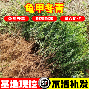 龟甲冬青球树苗别墅庭院耐寒四季常青绿化风景树花镜植物球形冬青