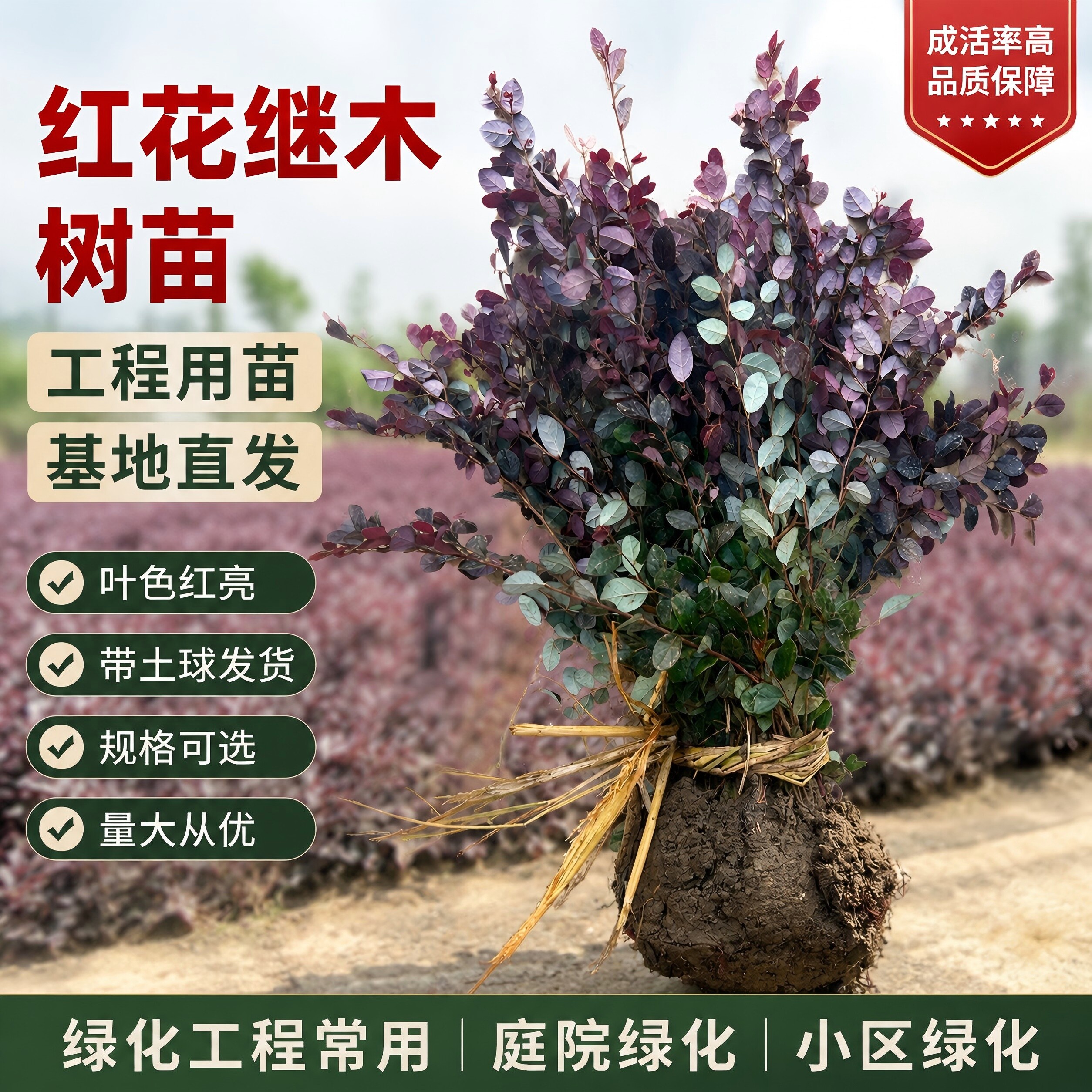 红花继木苗红花继木彩色树种色块种植庭院公园四季常青绿化苗木