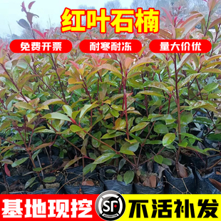 红叶石楠庭院种植耐寒耐阴工程用苗绿化苗木四季常青红叶石楠树苗