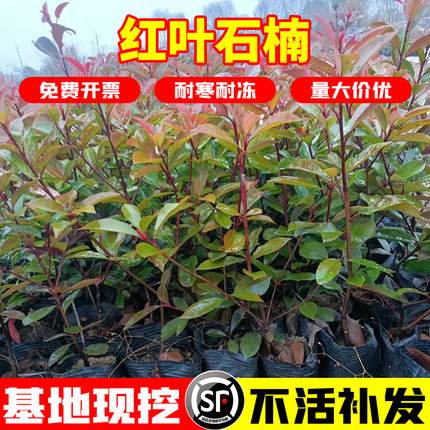 红叶石楠庭院种植耐寒耐阴工程用苗绿化苗木四季常青红叶石楠树苗