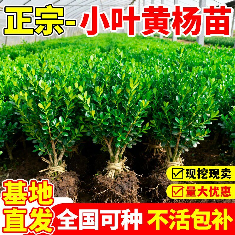 正宗小叶黄杨苗四季常青耐寒庭院绿化苗木造型树苗基地直发带土球