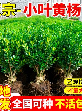 小叶黄杨苗四季常青带土直发绿化