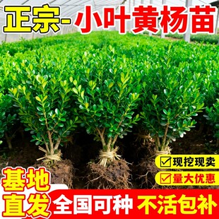 正宗小叶黄杨苗四季常青耐寒庭院绿化苗木造型树苗基地直发带土球