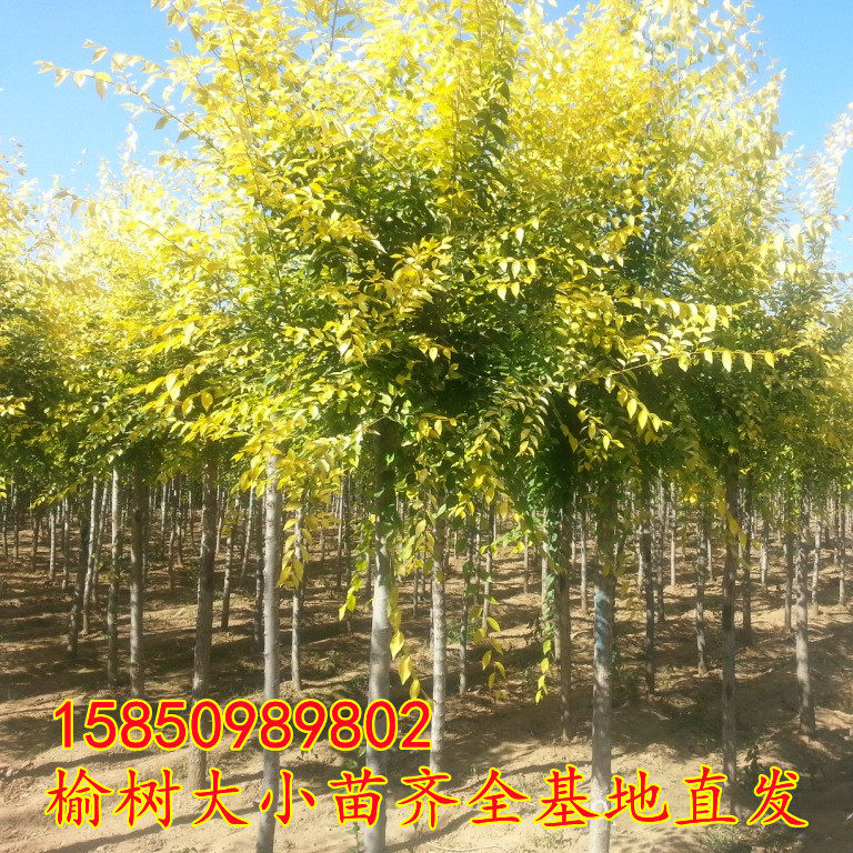 金叶榆树苗中华黄金榆速生榆钱树小苗庭院工程绿化风景树北方种植
