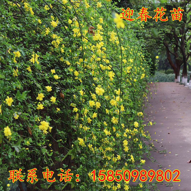 庭院迎春花树苗垂吊攀援爬藤黄罄绿篱笆耐寒护坡工程绿化扦插小苗