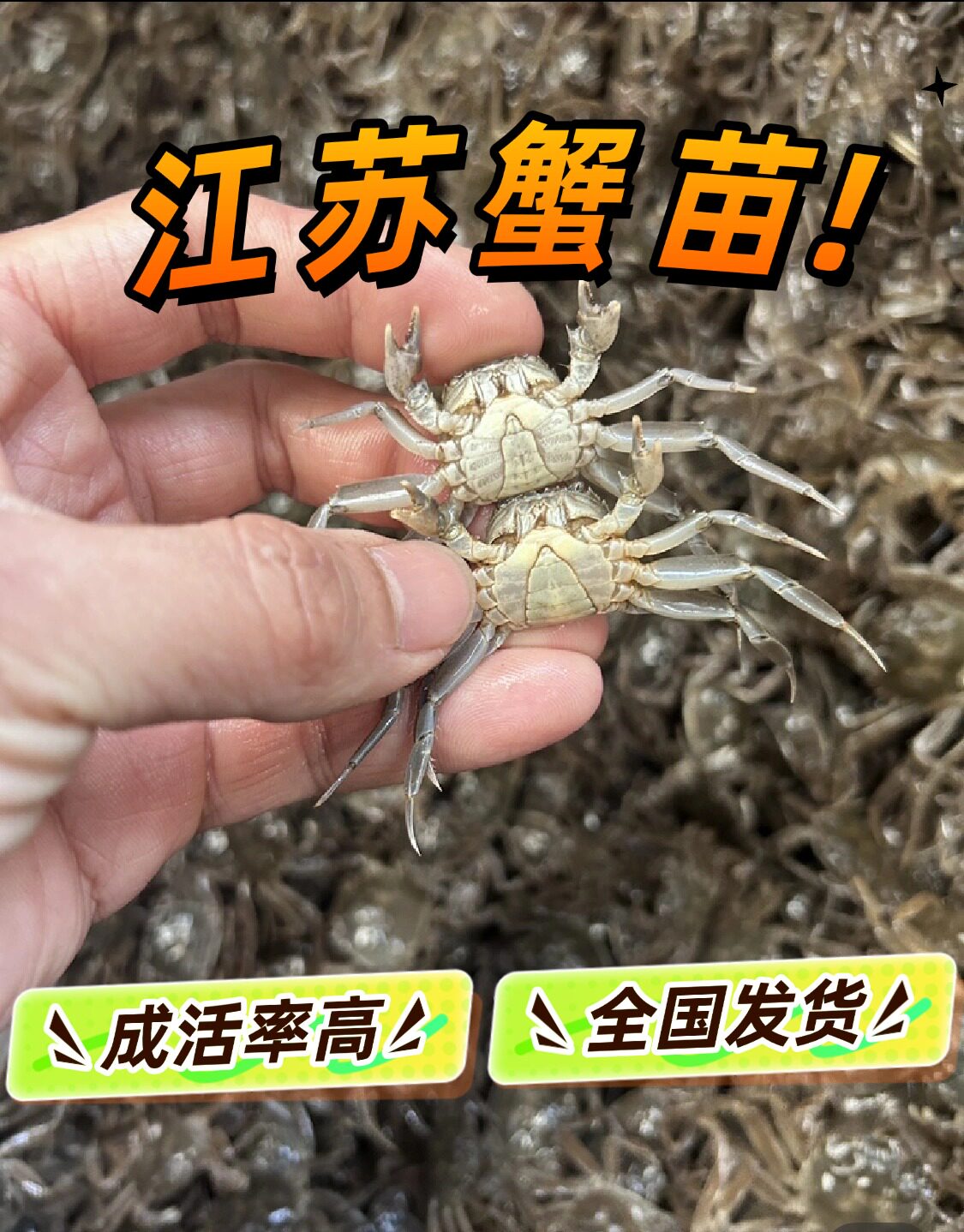 江苏大闸蟹苗 养殖螃蟹苗 长江虾苗/蟹苗