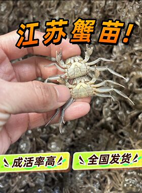 江苏大闸蟹苗 养殖螃蟹苗 长江公母毛蟹苗 养殖河蟹苗鲜活5斤