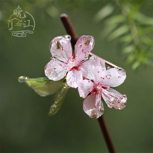 桃花热缩花簪日常竹簪新中式国风