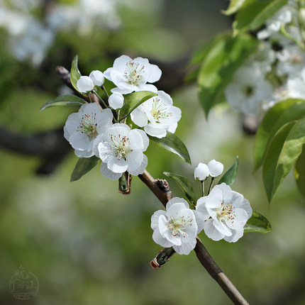 三月梨花 半热缩花簪汉服发夹边夹对夹古风中式簪子发钗旗袍步摇