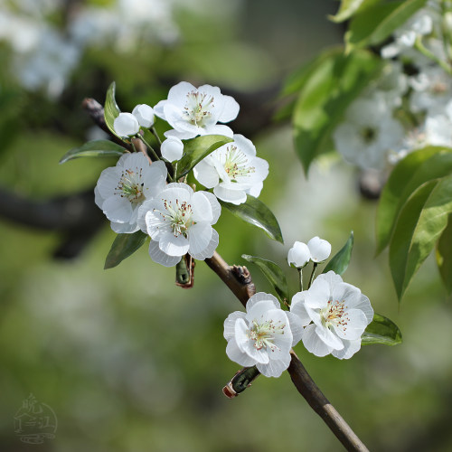 三月梨花 半热缩花簪汉服发夹边夹对夹古风中式簪子发钗旗袍步摇