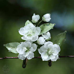 清水岸 女 热缩花簪发钗汉服发簪国风发夹绿色旗袍步摇头饰新中式