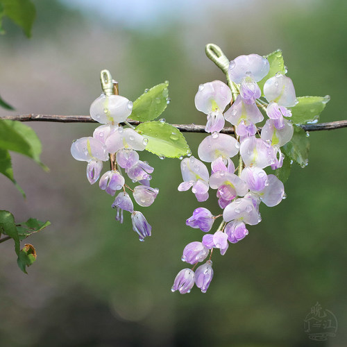 藤萝 热缩花簪紫藤发夹大小边夹对夹日常汉服旗袍步摇钗盘发簪子