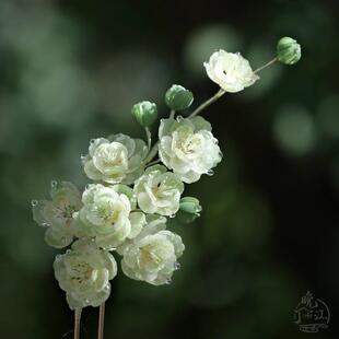 绿梅 盘发手工u型簪子发钗盘发旗袍步摇女 热缩花簪国风发簪新中式