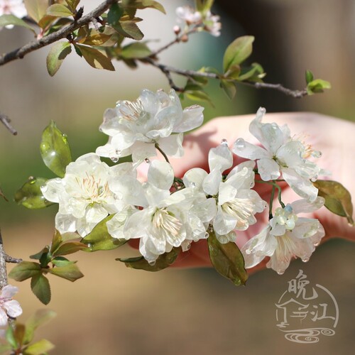 绿色樱花 热缩花簪u型发簪步摇簪子女古风头饰汉服发饰日常发钗