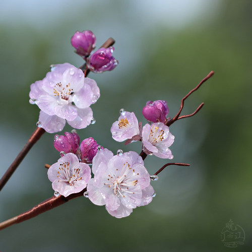 照水朱砂 热缩花簪国风新中式竹子发簪汉服发钗u型盘发粉紫头饰女