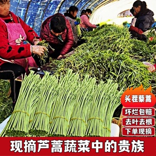 农家现摘新鲜芦蒿杆叶嫩茎蒌蒿柳叶蒿藜蒿鲜当季蔬菜鲜食用泥蒿