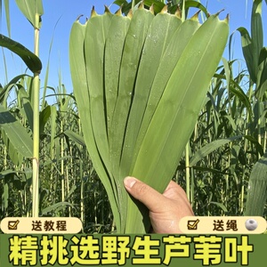 宿迁粽叶新鲜芦苇叶农家端午节现摘野生纯天然包干粽子叶的大小叶