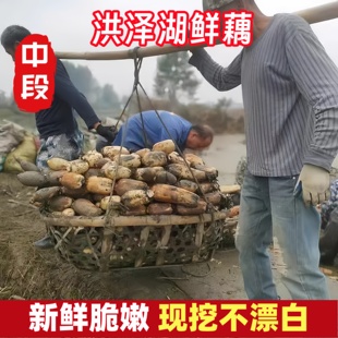 正宗洪泽湖莲藕新鲜莲藕口感软糯汤香甜煲汤藕现挖现发精选中段