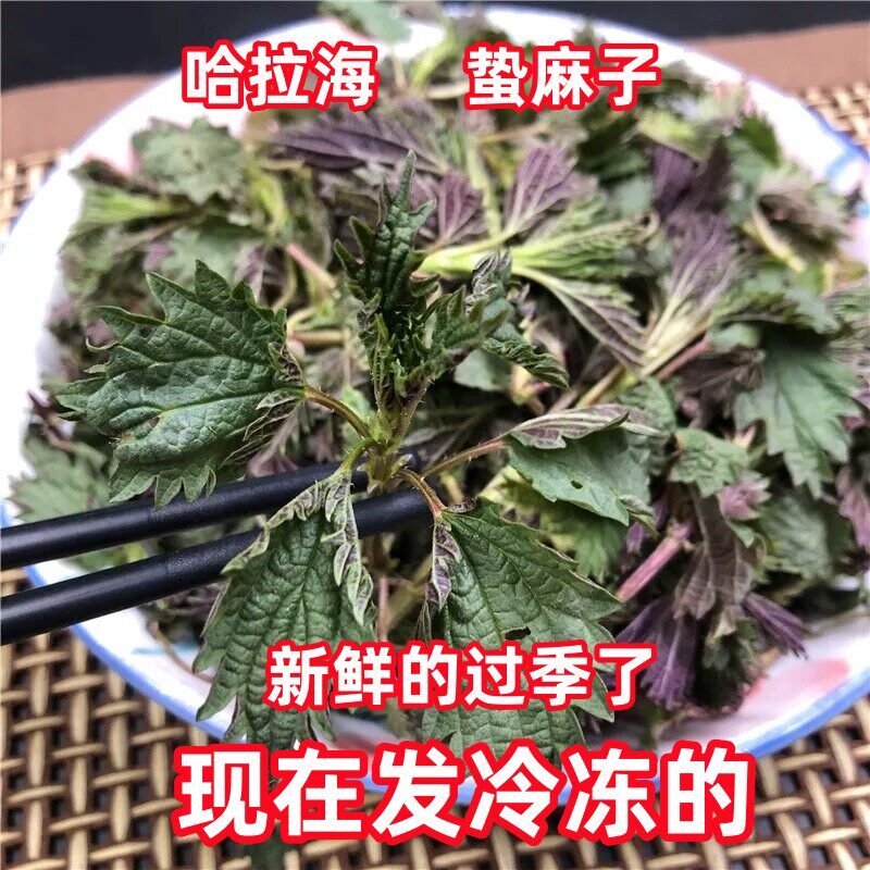 新鲜蛰麻子哈拉海东北长白山野菜荨麻咬人草2斤限区顺丰快递包邮