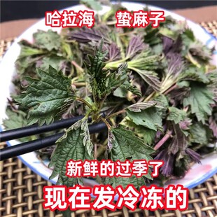 新鲜蛰麻子哈拉海东北长白山野菜荨麻咬人草2斤限区顺丰快递包邮