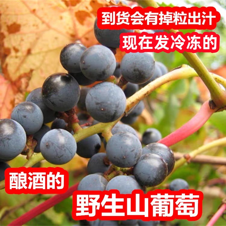 东北长白山野生山葡萄泡酒料小粒葡萄4斤新鲜冷冻2斤酿酒葡萄