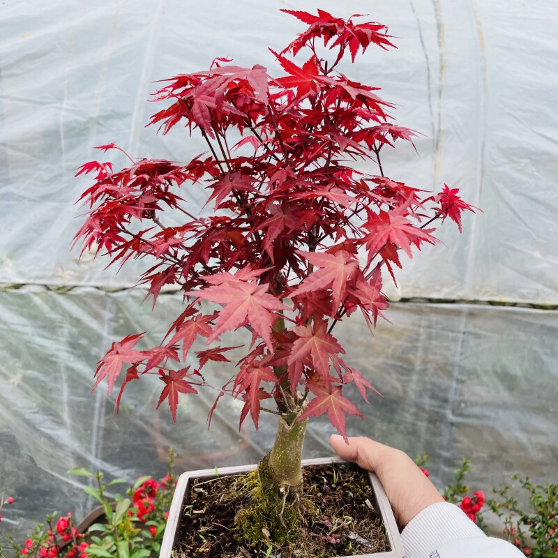 【缘友之家】黄缘龟环境造景植物 红枫 黄金枫 海棠 乌龟陆地植物