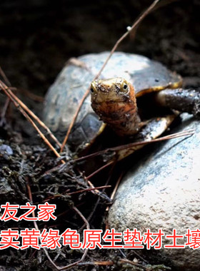 缘友之家安徽黄缘龟原生山林土