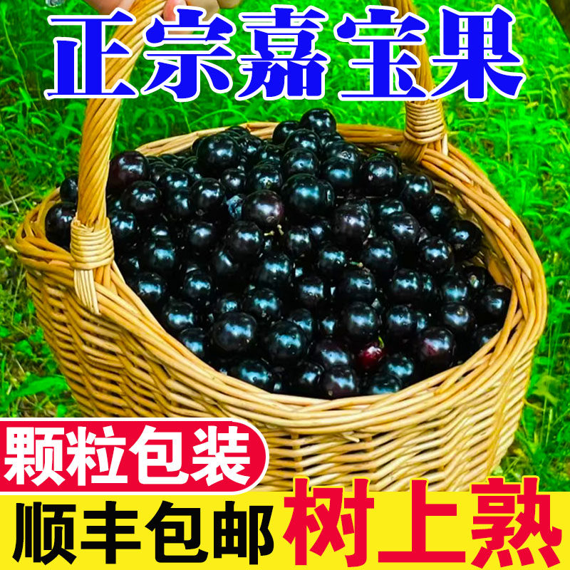 【顺丰包邮】正宗嘉宝果新鲜沙巴树葡萄现摘当季罕见网红孕妇水果