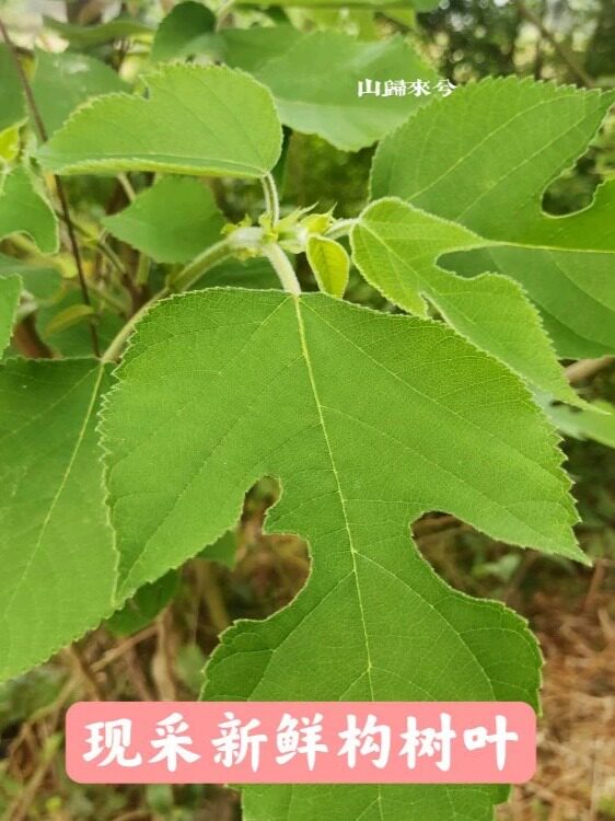 构树叶 楮桃树 楮实子洗澡现采新鲜一斤包邮