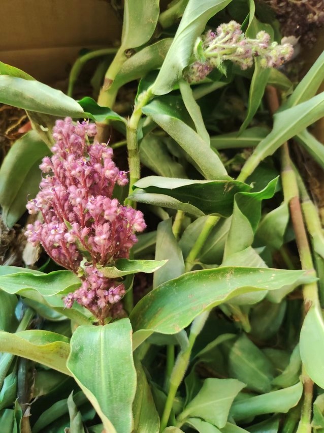 新鲜聚花草水竹菜水打不死竹叶藤塘壳菜过江竹水竹叶草大祥竹蒿草