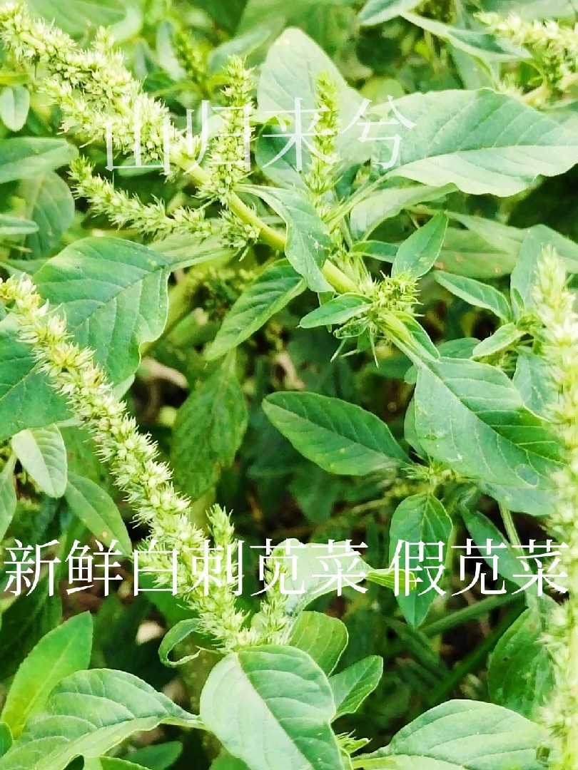 新鲜白刺苋菜广西农产品中草药