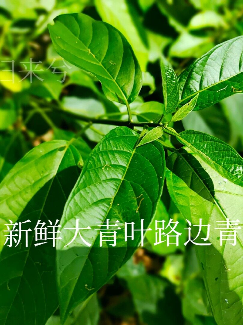 大青叶 臭大青 路边青 大青树 臭树根枝叶现采新鲜一斤包邮