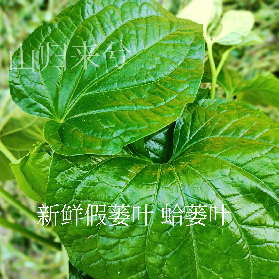 新鲜假蒌叶天然蛤蒌叶急捞叶苗青蒌包粽子炒田螺香菜纯叶一斤包邮_虎窝淘