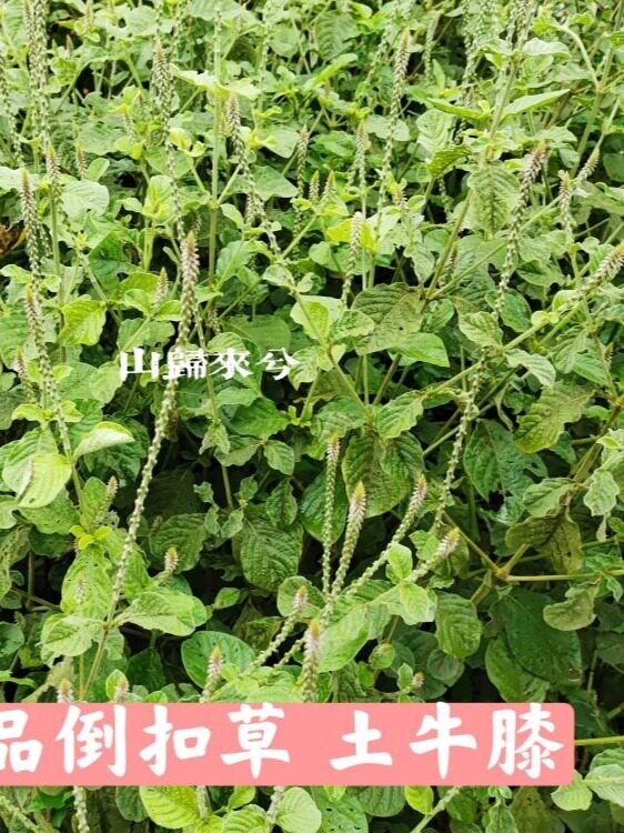 倒扣草土牛膝杜牛膝倒钩草现采新鲜天然无公害整棵全草一斤包邮