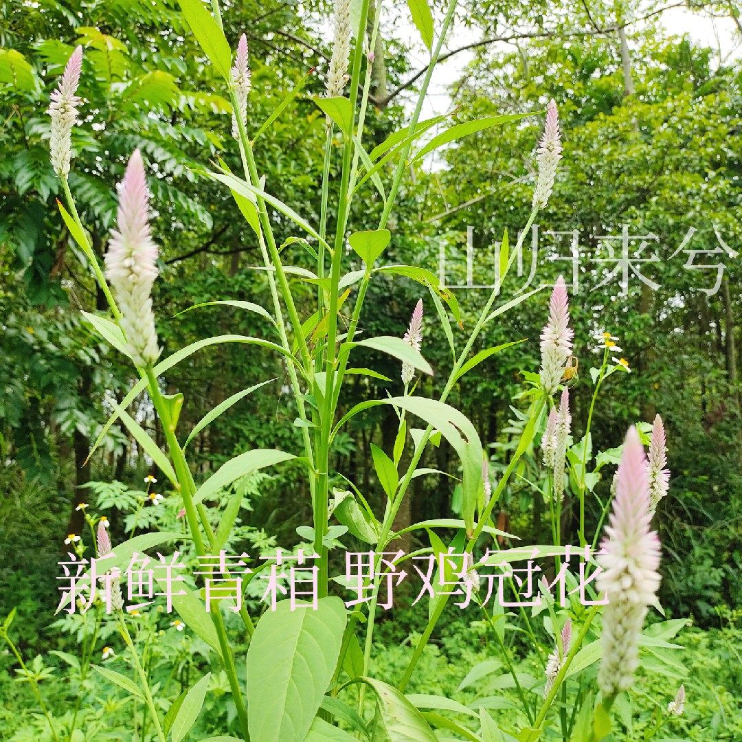 深山青葙 野鸡冠花 青葙花 红白鸡冠花 狗尾苋 青蒿鸡冠菜500克