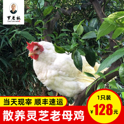 正宗寻乌县老罗老板灵芝老母鸡整鸡土鸡新鲜土鸡农家母鸡顺丰包邮