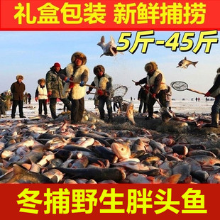 吉林松原冬捕胖头鱼淡水新鲜捕捞花鲢鱼松花江鱼5-50斤整条礼盒装