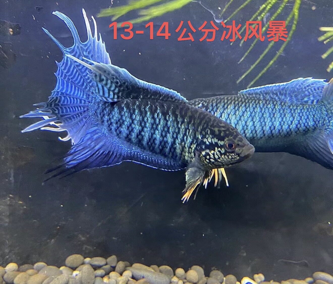 中国斗鱼蓝蛇冰风暴游龙冷水淡水鱼